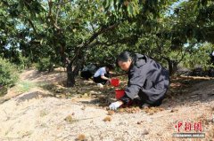 “丰”景正好！河北青龙百万亩板栗迎丰收