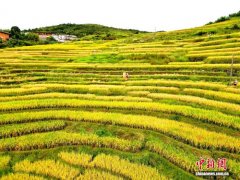 福建永定：金秋丰收景 田园入画来